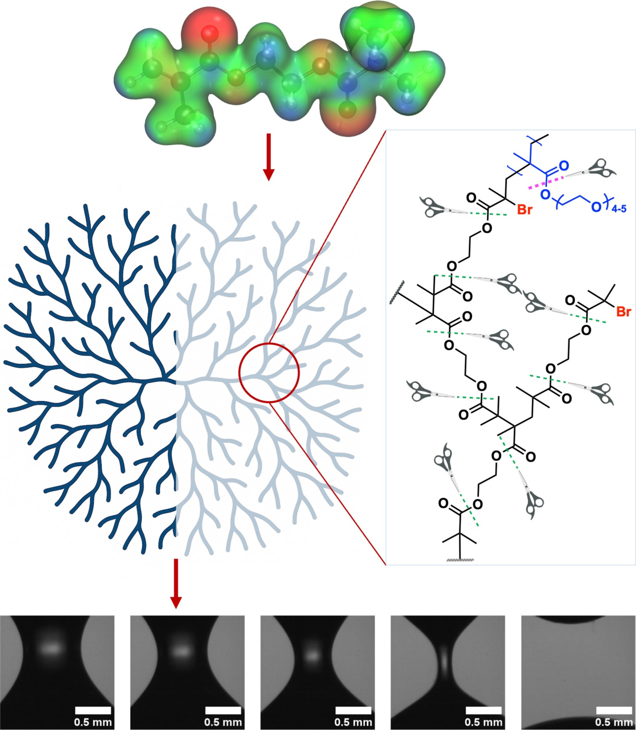 Thermoresponsive and Flow Behavior of Hyperbranched Poylmers from ATRP Inimer